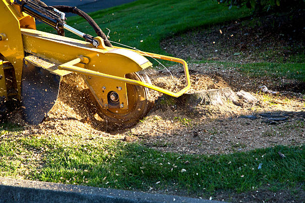 Best Hedge Trimming  in Sunrise, FL