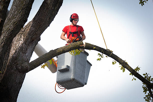 Trusted Sunrise, FL Tree Services Experts